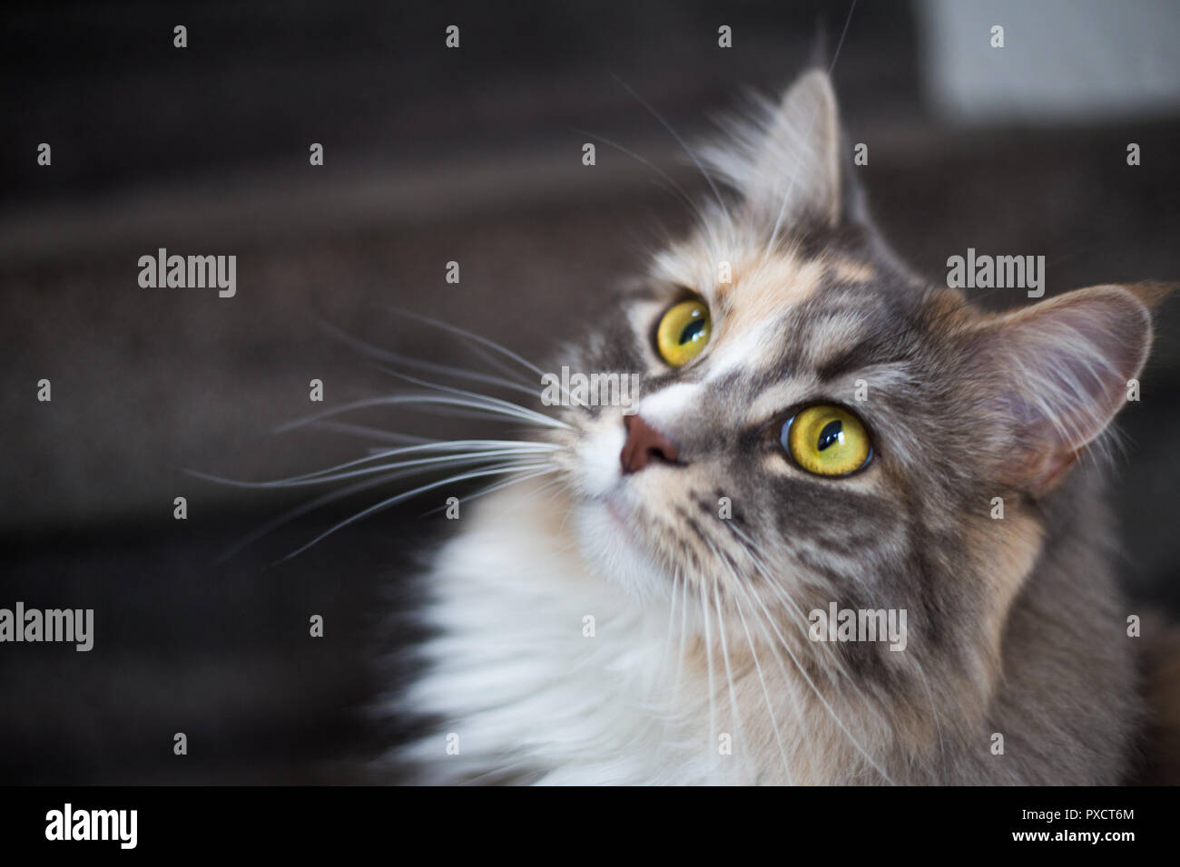 Maine Coon Cat Indoor Stock Photo Alamy