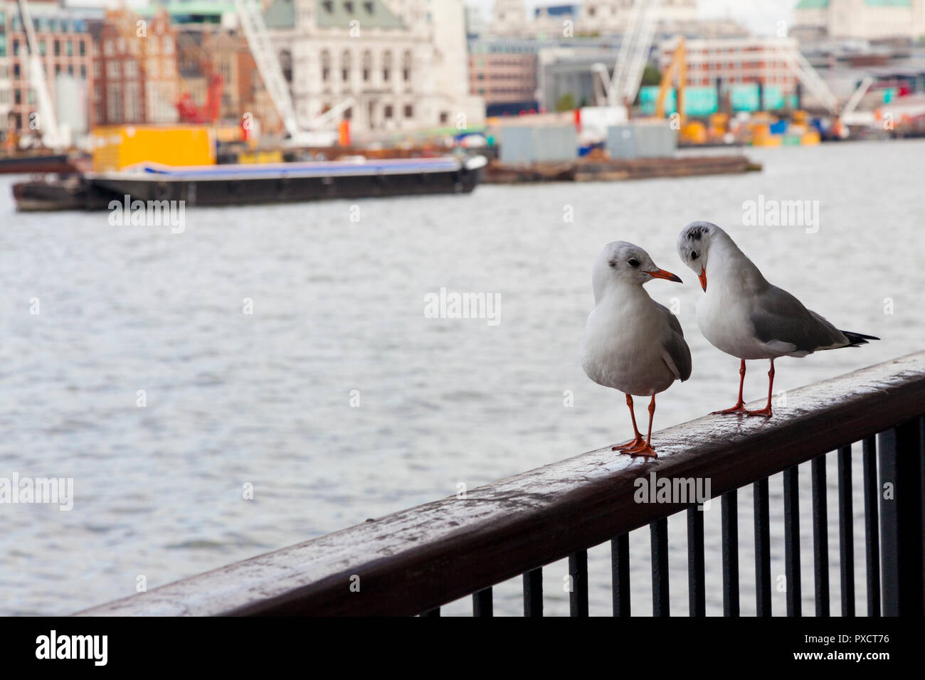 Black-headed gulls, Larus ridibundus, on a handrail next to the River Thames, central London, UK, autumn. Stock Photo