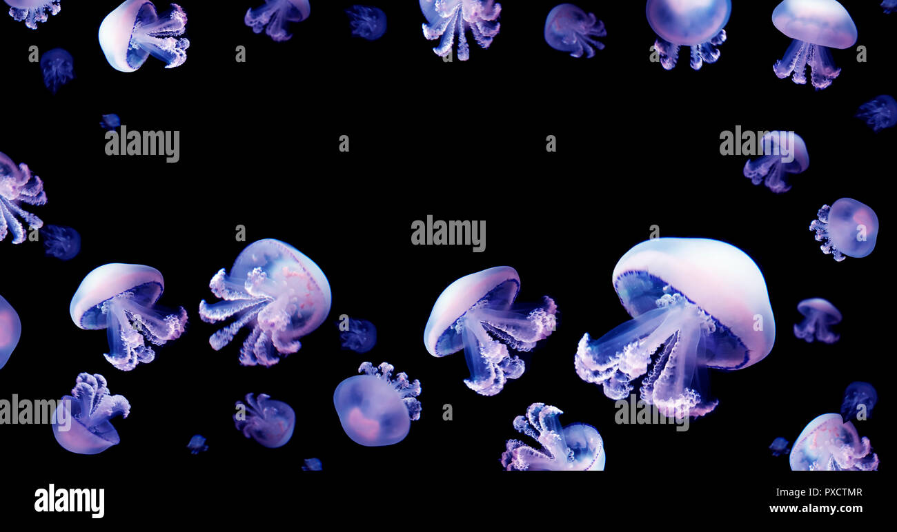 Jellyfish meduse white space for text animal background black underwater marine wildlife Stock Photo