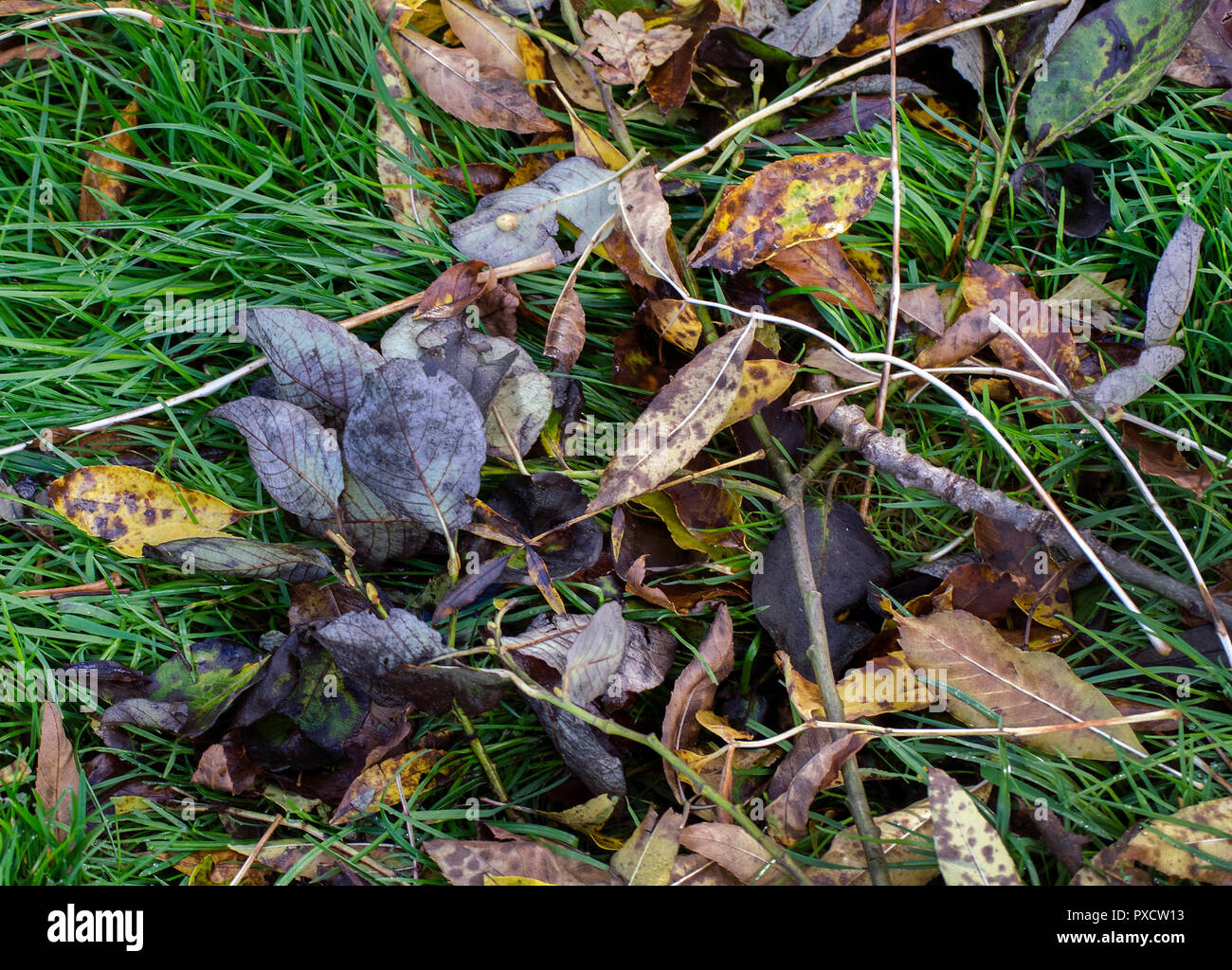 Wet autumn leaves on grass hi-res stock photography and images - Alamy