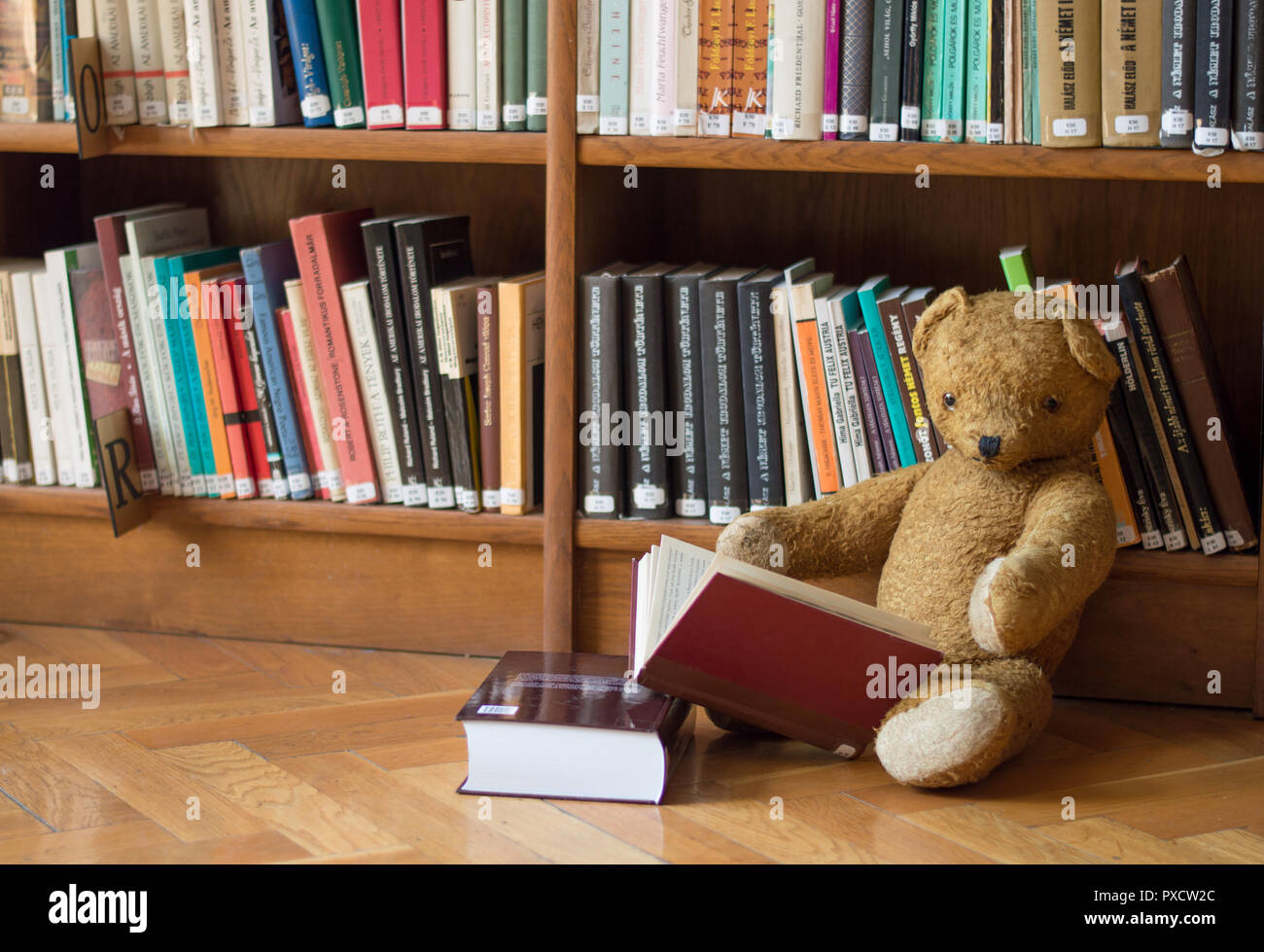 Teddy bear reads a book in the library - studying scene Stock Photo