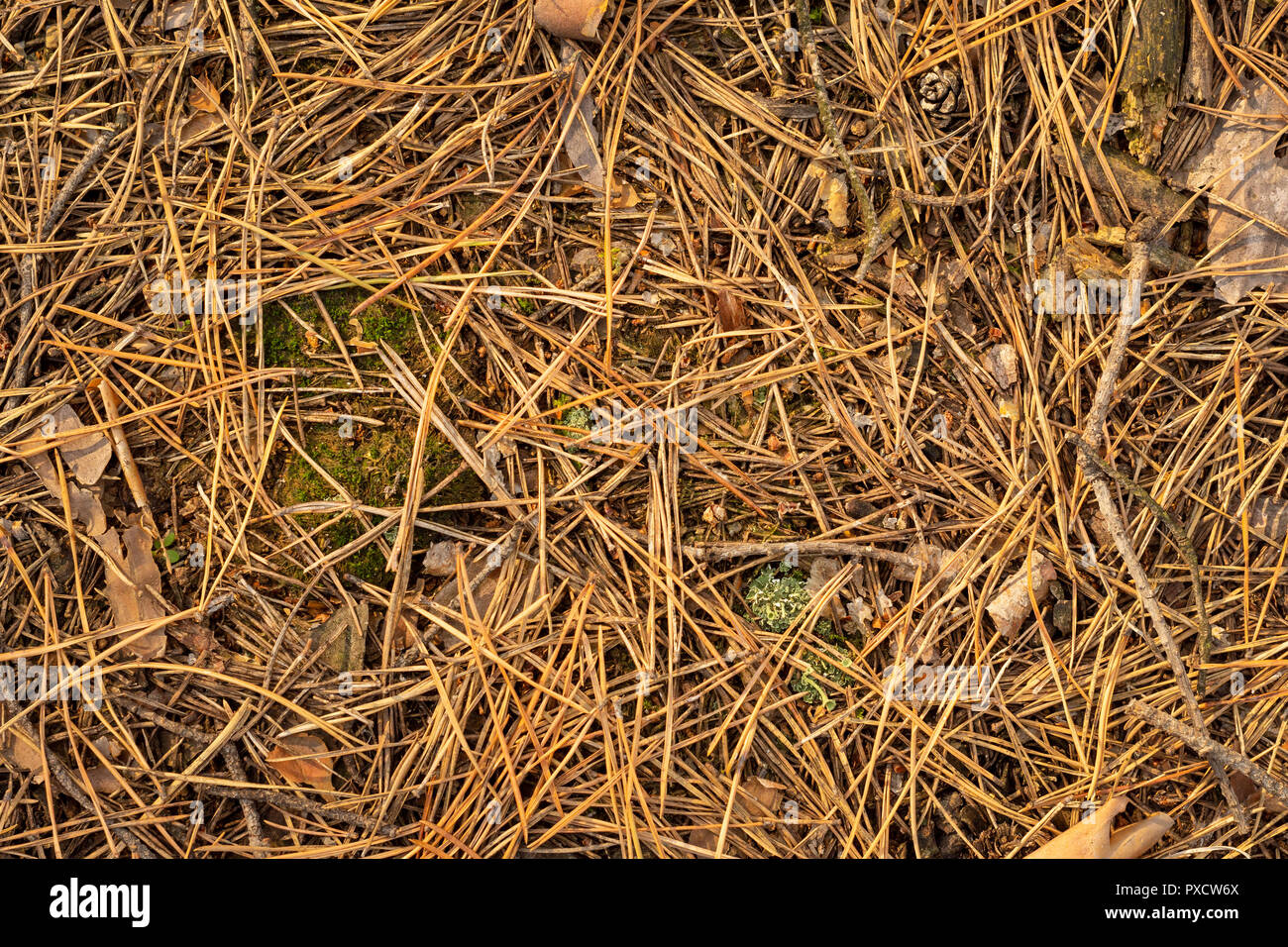 Fallen cones and spruce needles in the fall lie on the grass and moss close up. Copy space background. Stock Photo