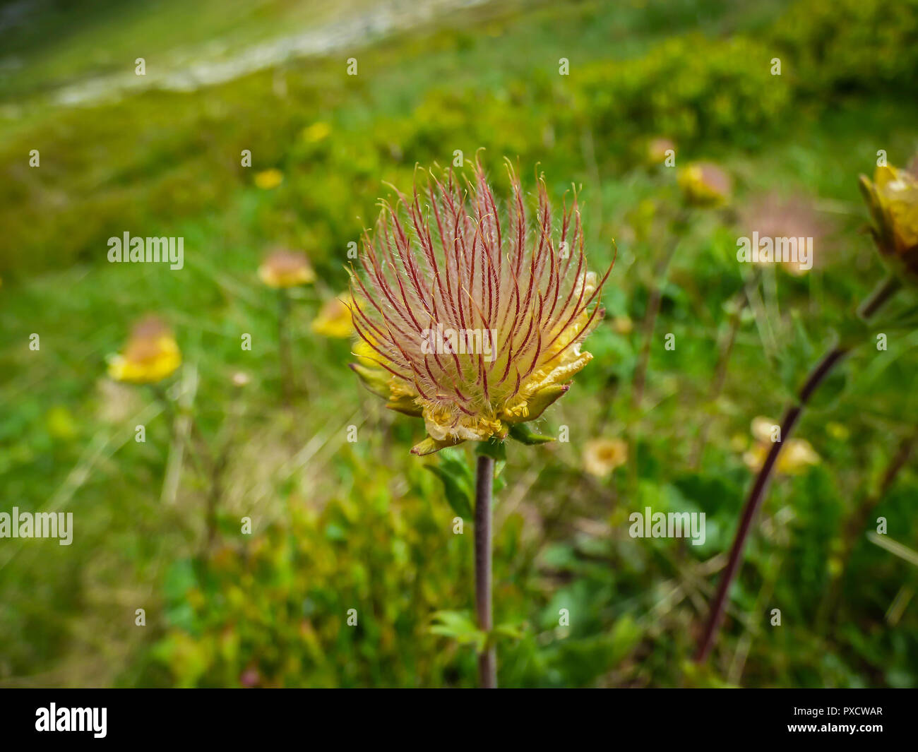 Hairy seeds of Alpine avens, latin name Geum montanum in Pelister national park in Macedonia Stock Photo