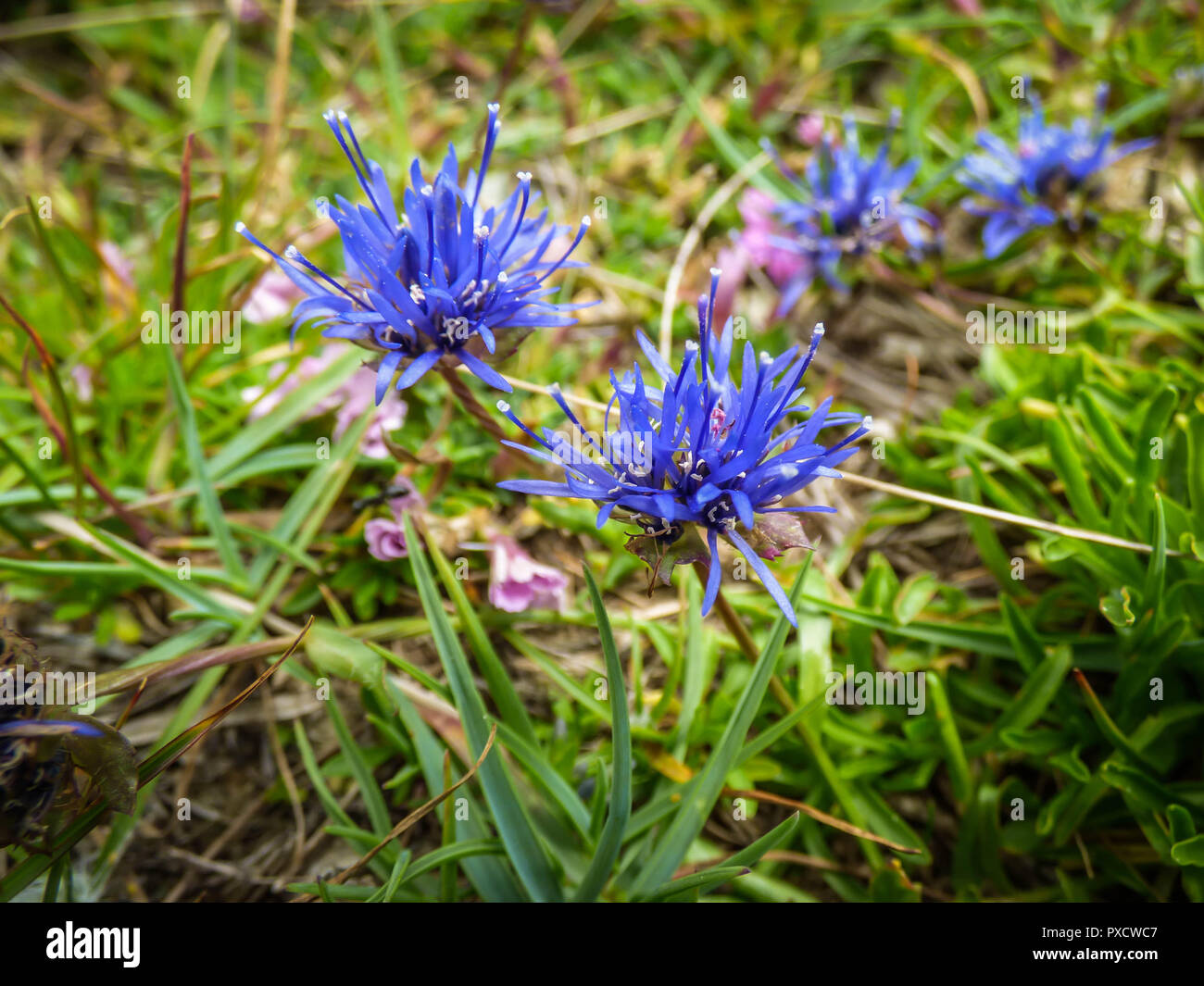 Blue flowers of Jasione montana in Pelister National Park in Macedonia