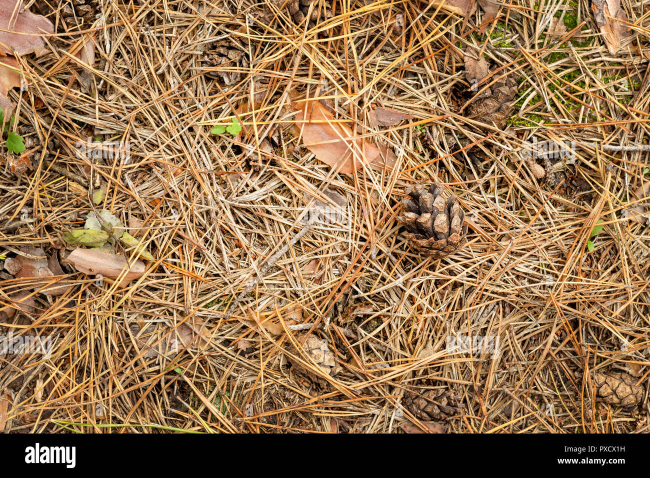 Fallen cones and spruce needles in the fall lie on the grass and moss close up. Copy space background. Stock Photo