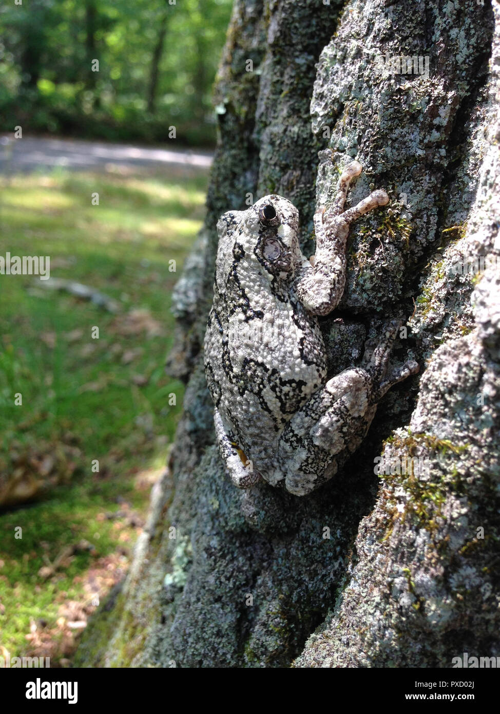 grey gray camouflaged tree frog toad blending in on tree trunk Stock Photo