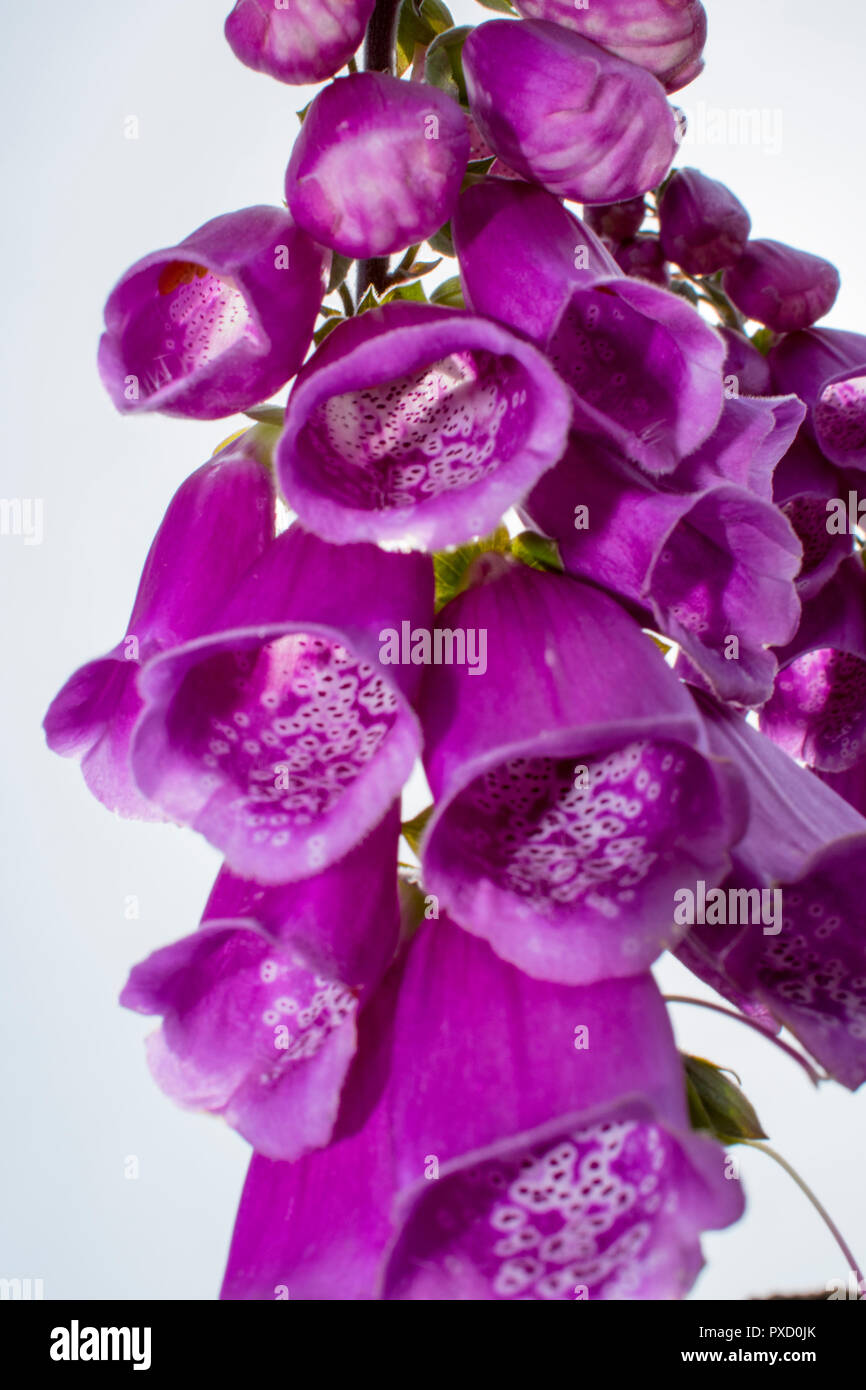 Greenish purple flower hi-res stock photography and images - Alamy