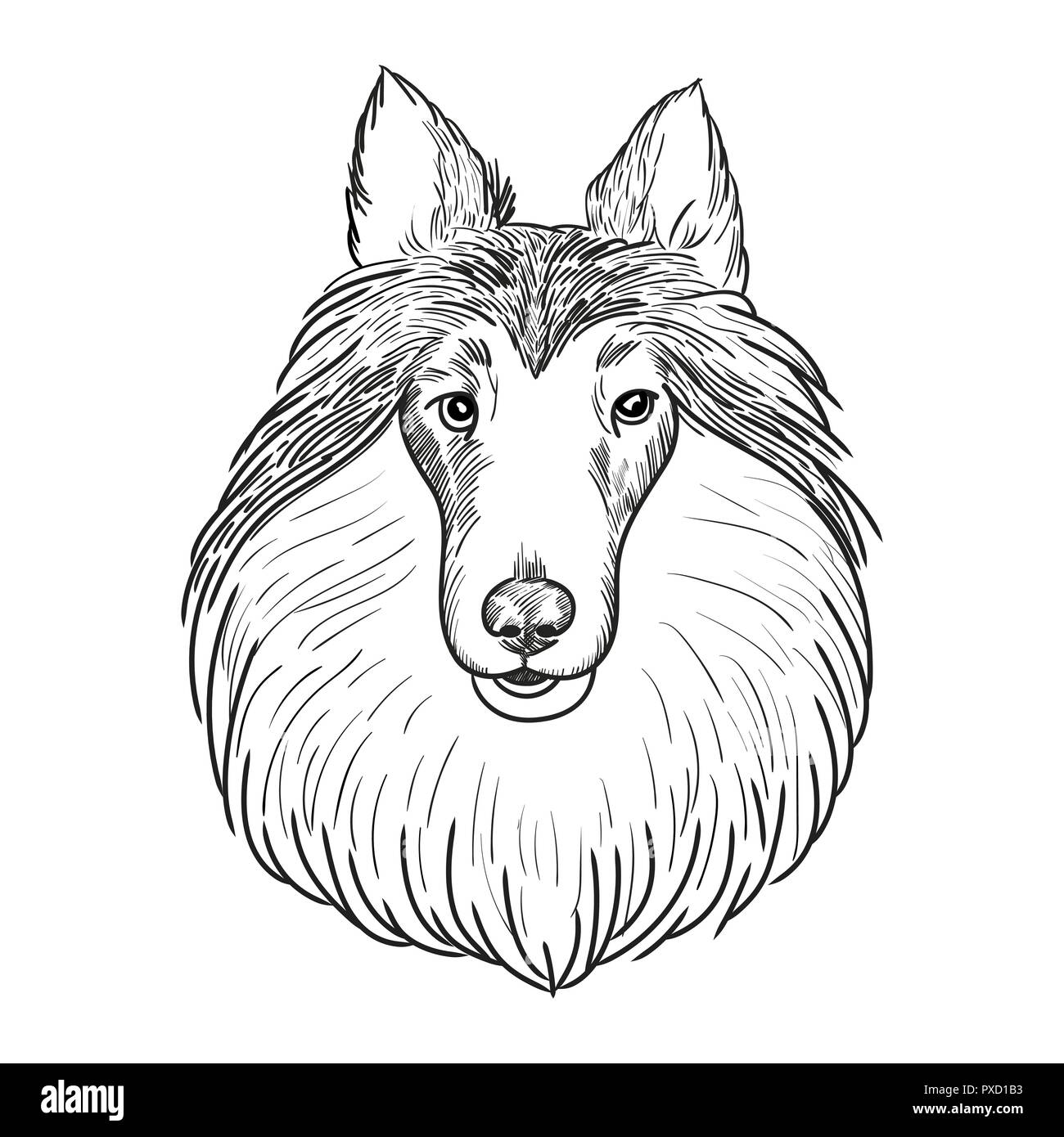 Collie face isolated on white background. Sheltie hand drawn sketch. Stock Vector