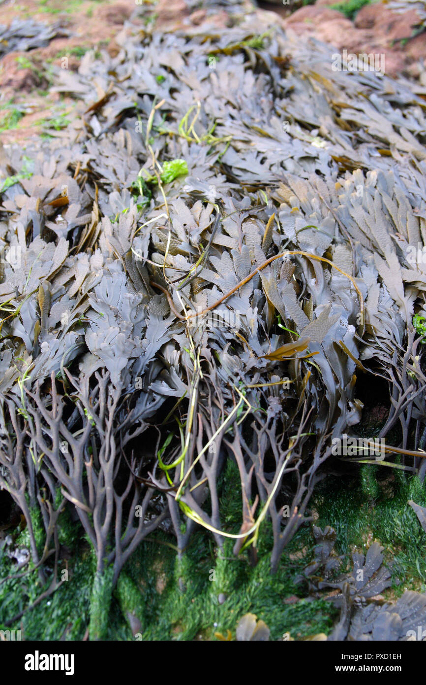https://c8.alamy.com/comp/PXD1EH/seaweed-on-the-english-coast-PXD1EH.jpg