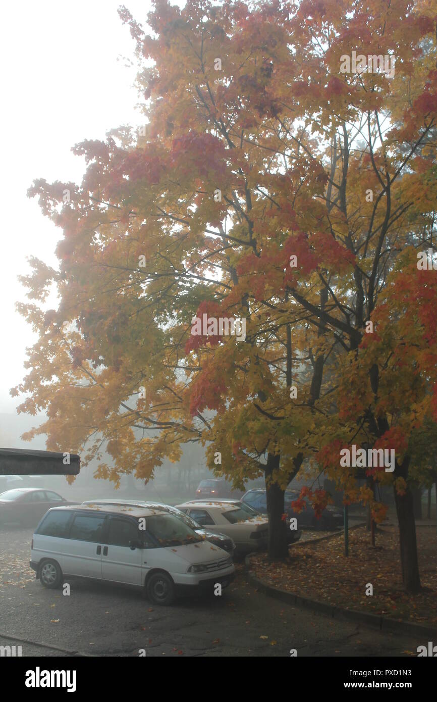 early autumn morning on empty street with milky fog and bright foliage Stock Photo