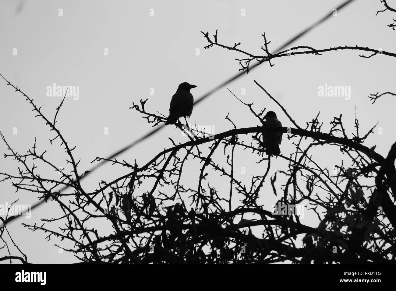 Crow nest Black and White Stock Photos & Images   Alamy