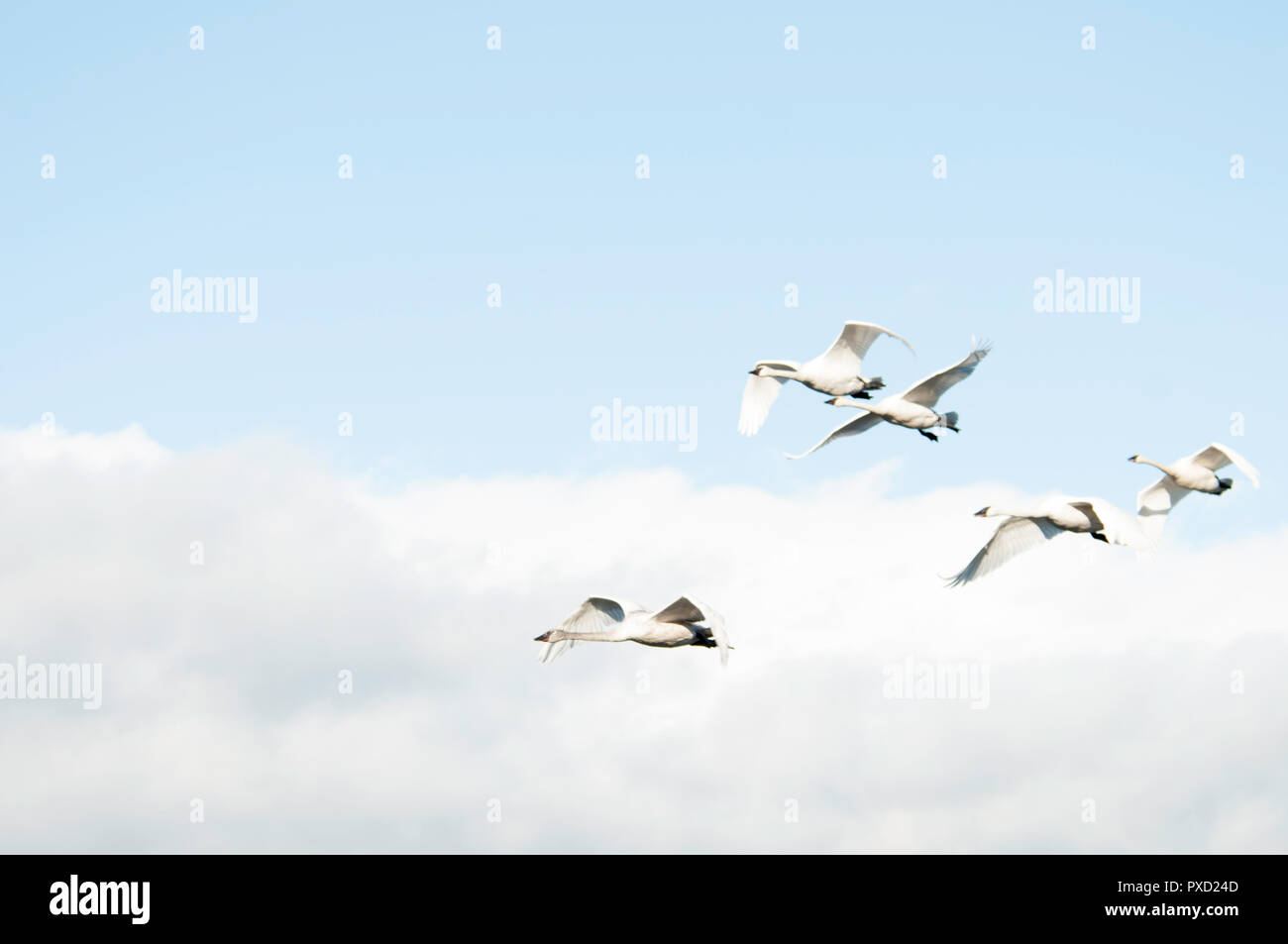 A small flock of Trumpeter swans in flight against a blue sky Stock Photo
