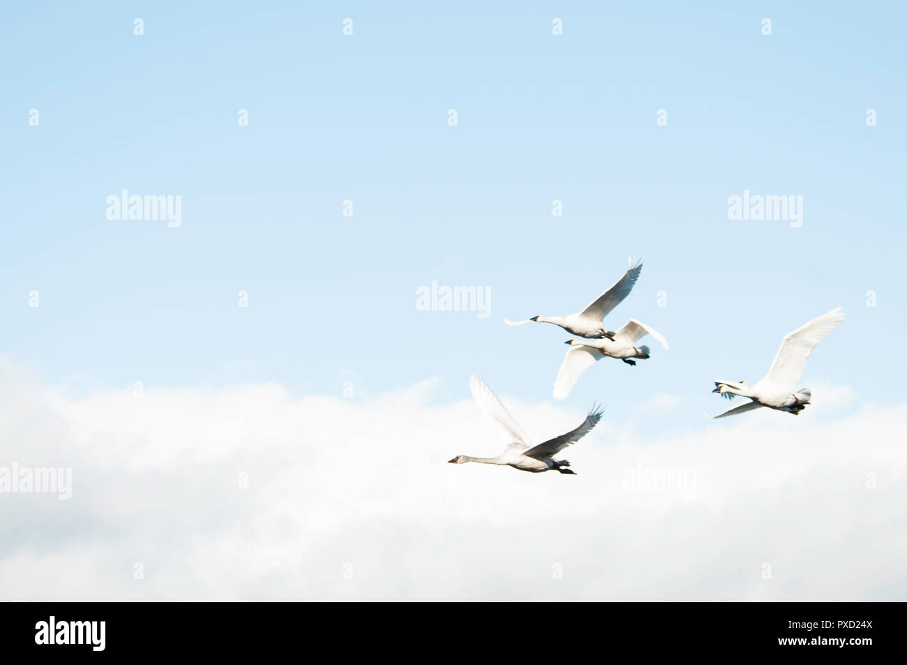 A small flock of Trumpeter swans in flight against a blue sky Stock Photo