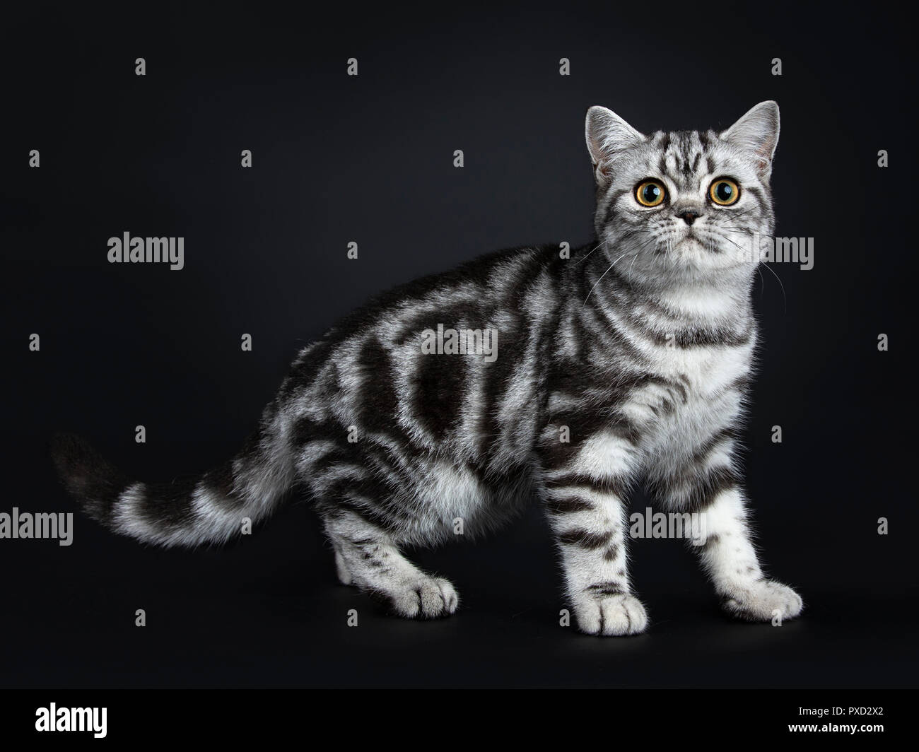 Excellent Black Silver Tabby Blotched British Shorthair Cat Kitten