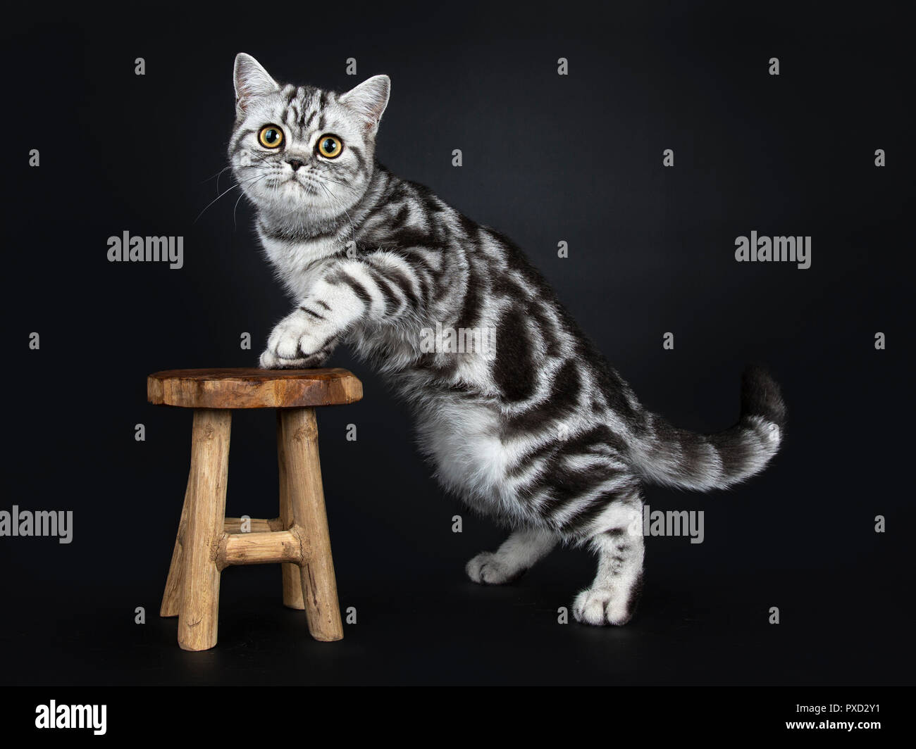 Excellent Black Silver Tabby Blotched British Shorthair Cat Kitten