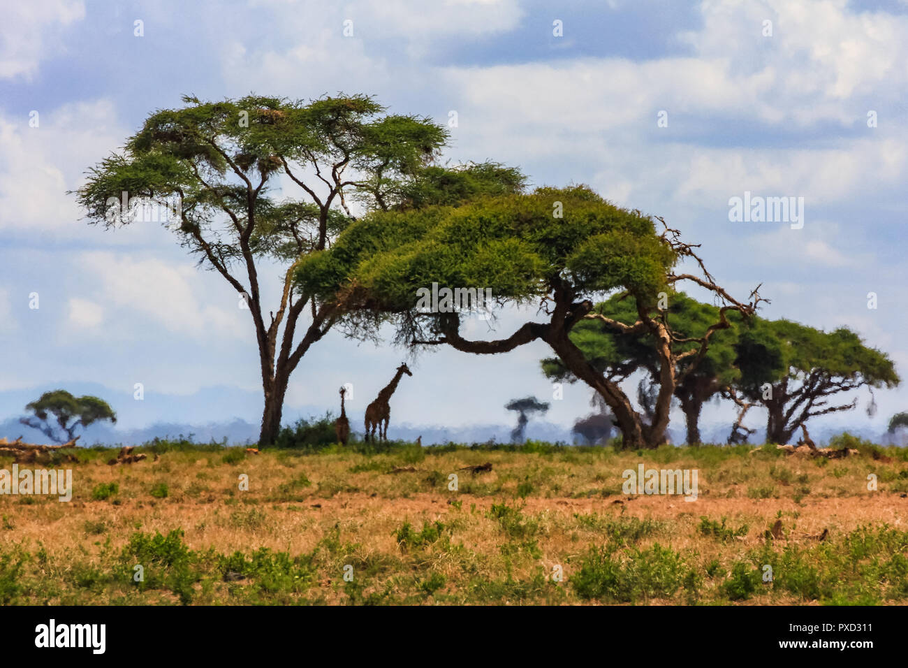 Acacia tree in the open savanna mara kenya africa Stock Photo Alamy