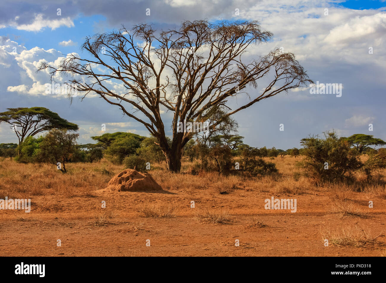 Acacia tree in the open savanna mara kenya africa Stock Photo Alamy