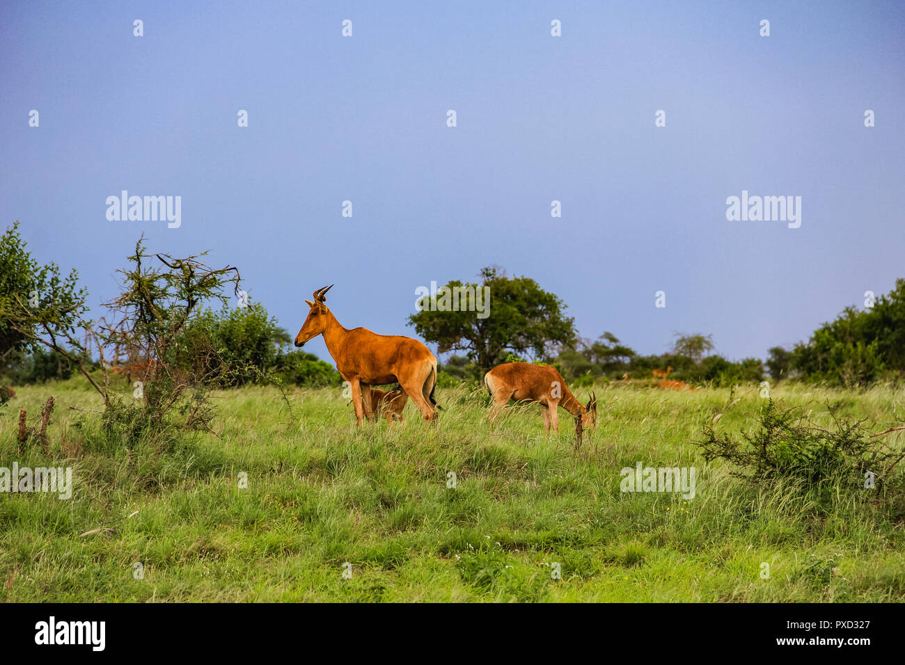 Thompson s gazelle on the masai mara national reserve kenya africa ...