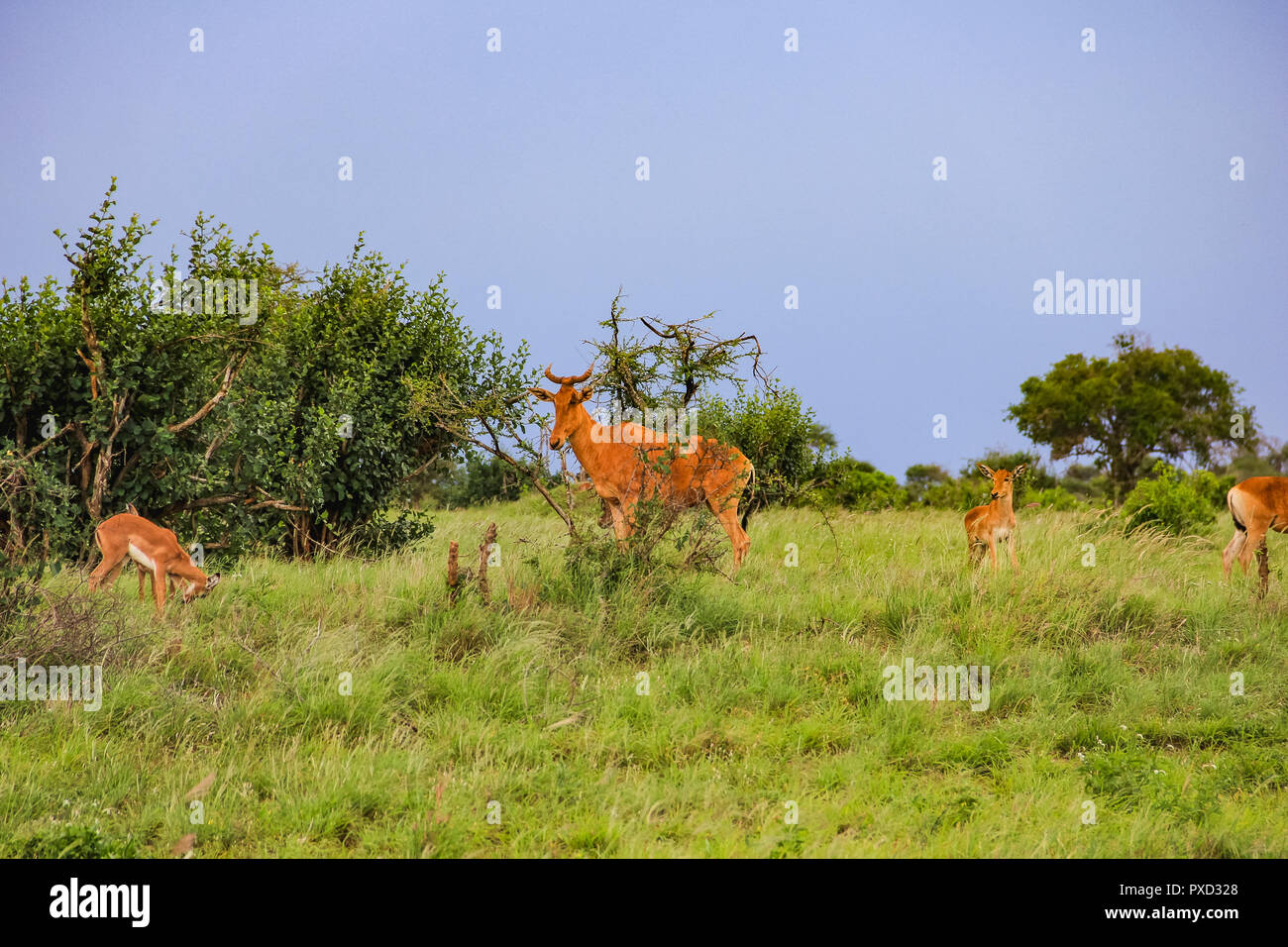 Thompson s gazelle on the masai mara national reserve kenya africa ...
