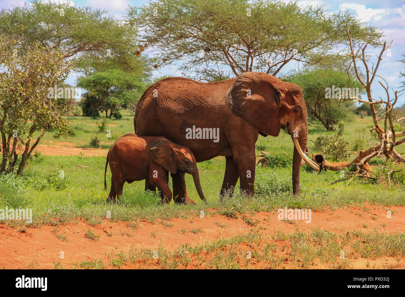 African elephants on the masai mara kenya africa Stock Photo