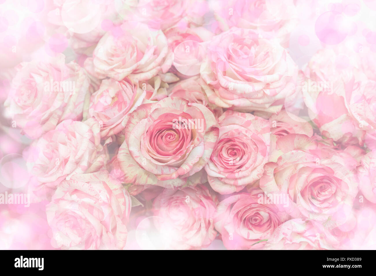 Pastel Pink Roses In Hi res Stock Photography And Images Alamy pastel-pink-roses-in-hi-res-stock-photography-and-images-alamy