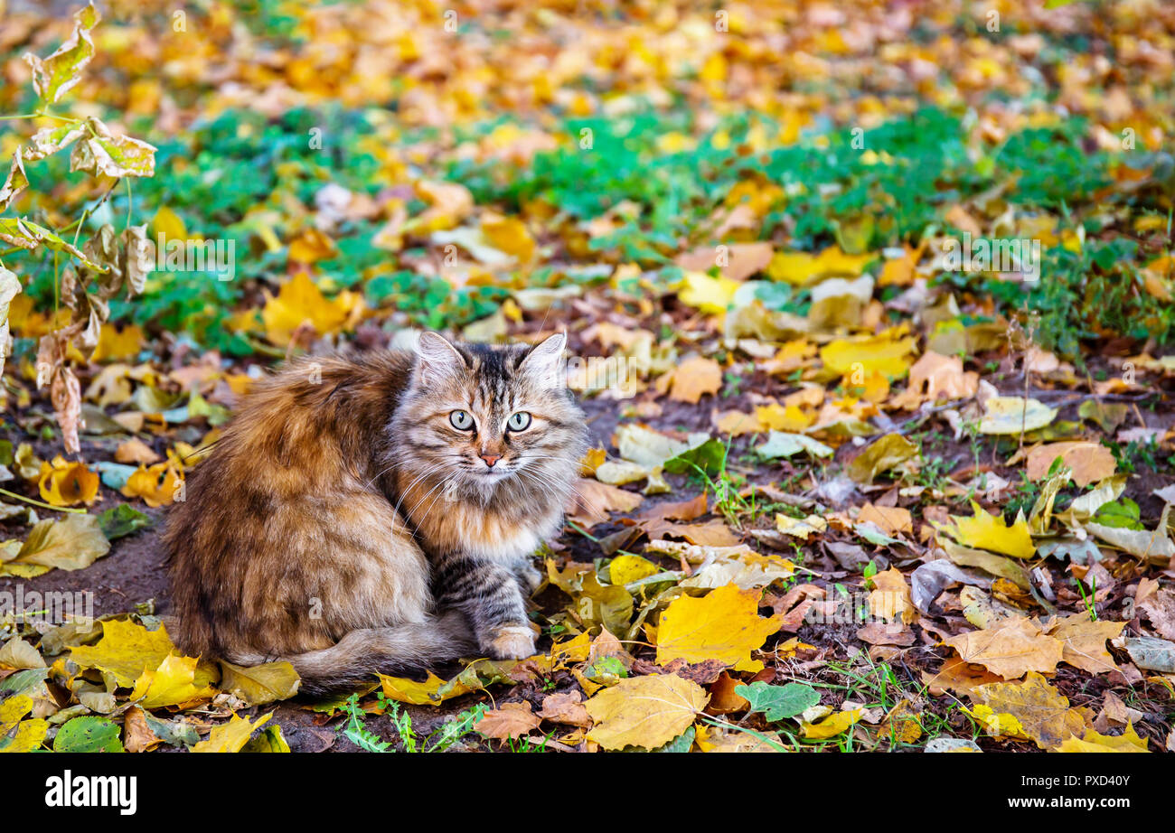 Wary cat in autumn Stock Photo