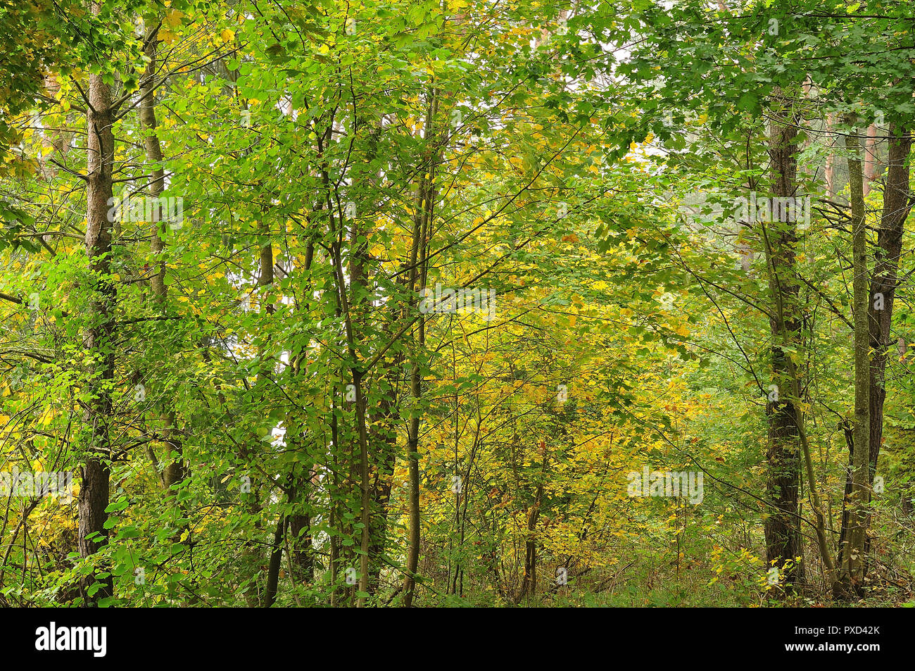forest with deciduous trees, maple leaves changing colors in october Stock Photo Alamy