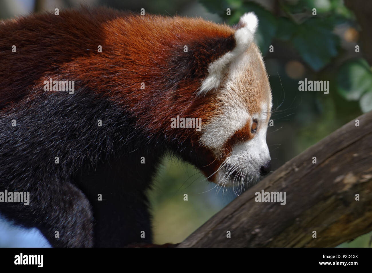 Red panda on a tree Stock Photo