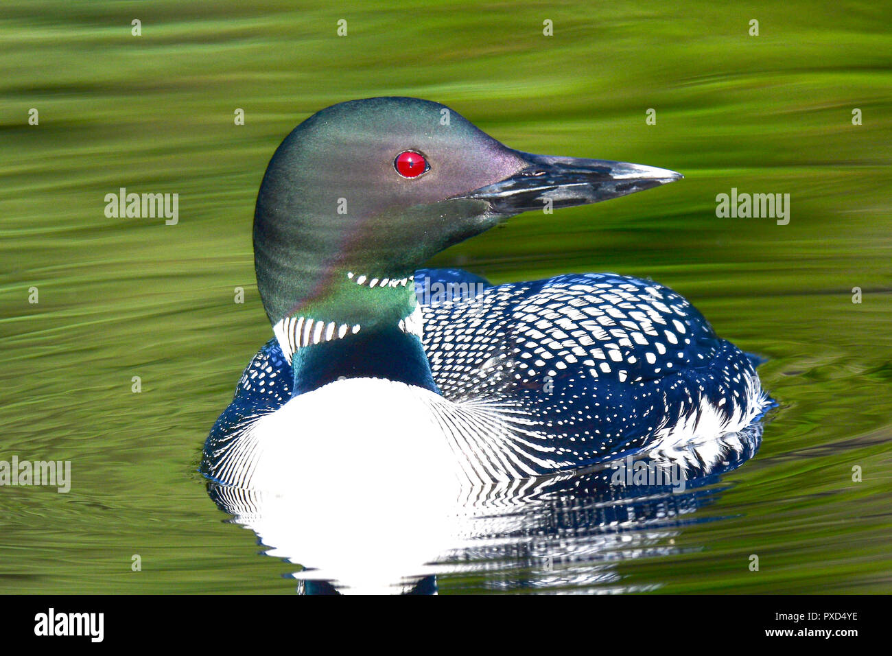 Common Loon image taken at 6:00 am as the sun rose. Stock Photo