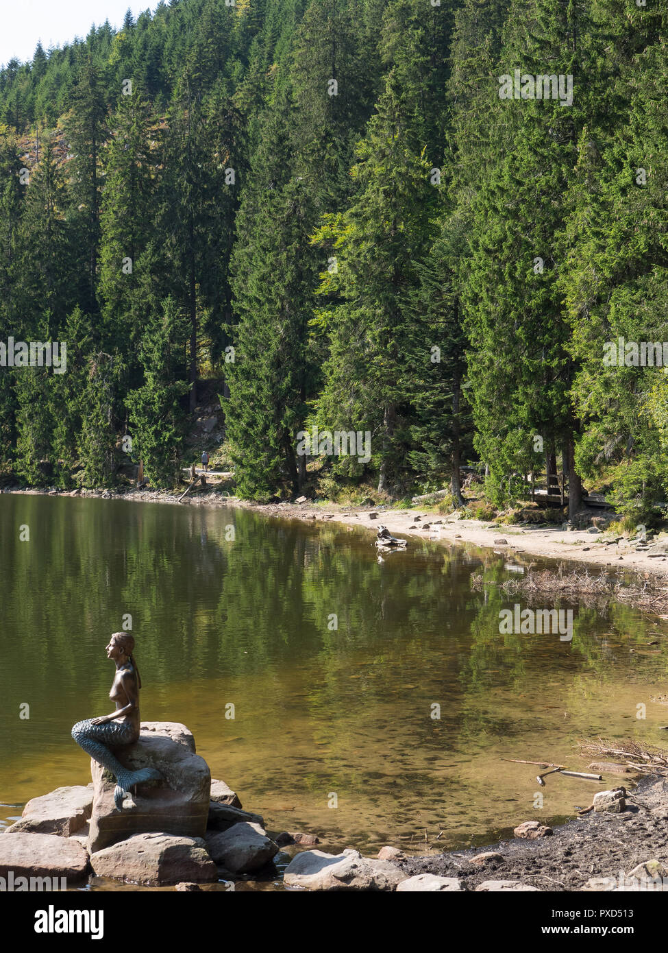 in the black forest Stock Photo - Alamy