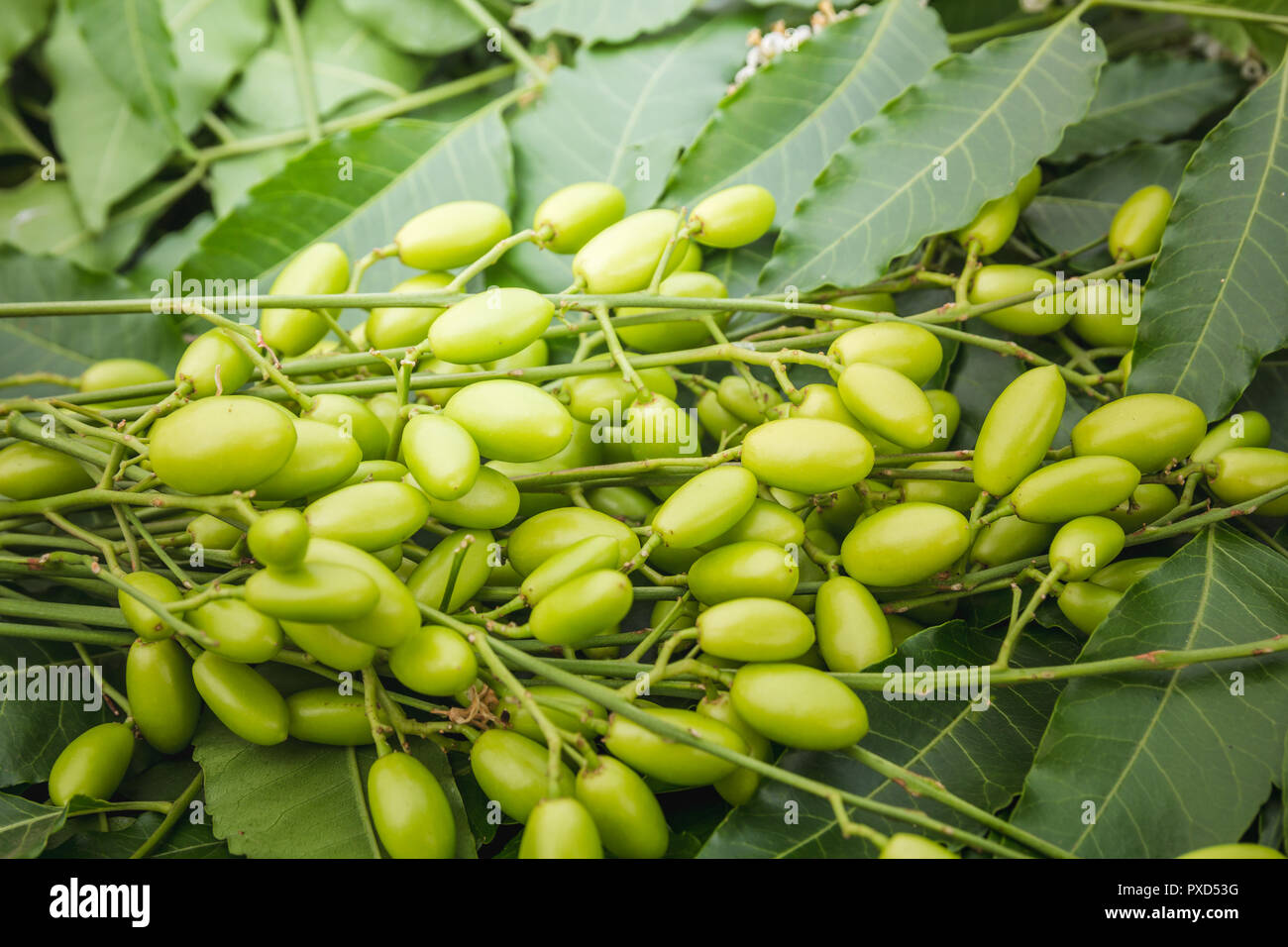 Medicinal neem leaves with fruits close up Stock Photo Alamy