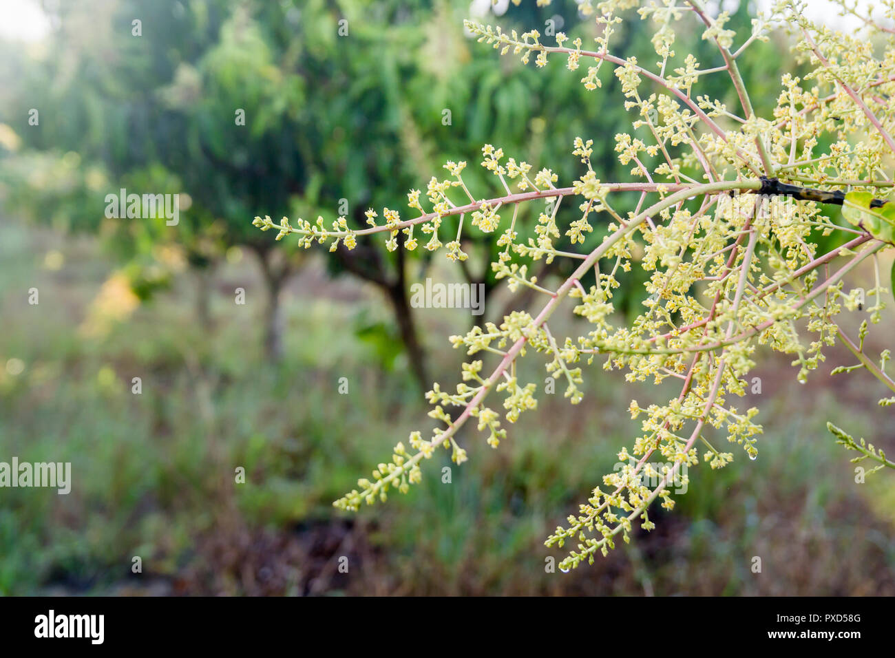 Mango grove hires stock photography and images Alamy