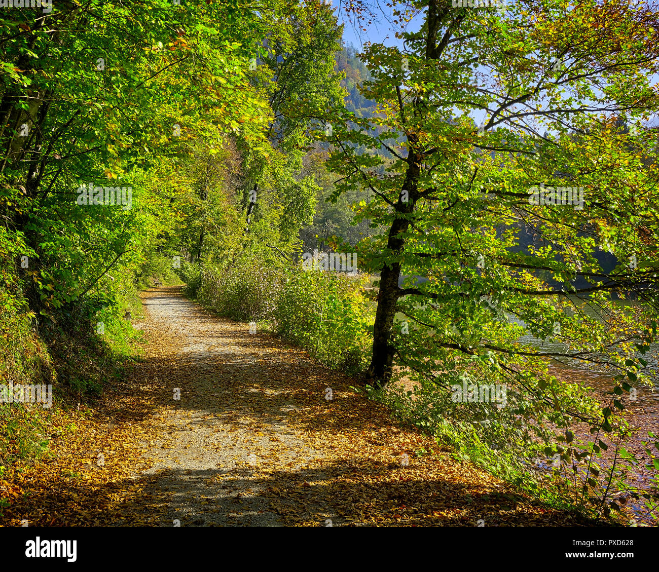 DE - BAVARIA: Woods along the Schlossweiher near Lenggries (HDR-image) Stock Photo