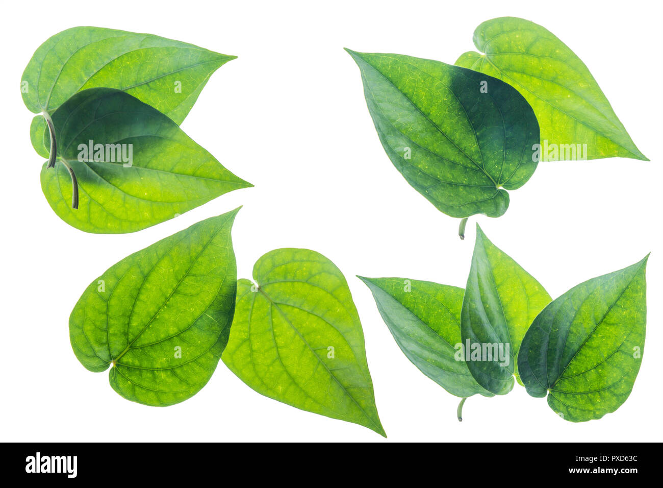 Betel Leaf (Medium Size) - 1 Bera