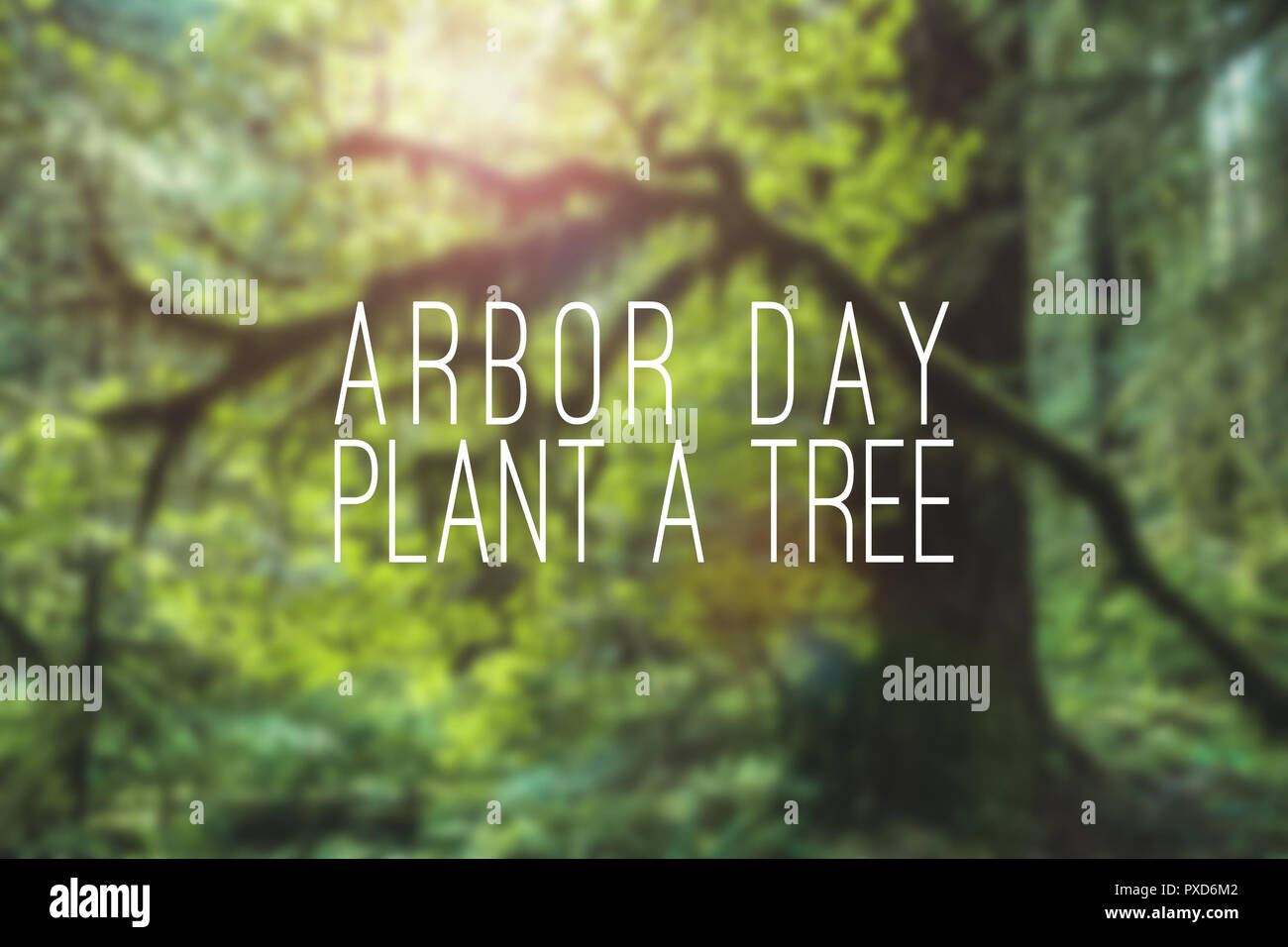 Arbor Day plant a tree mockup with forest or trees or green natural blurry backdrop or background. Holiday event concept. Stock Photo
