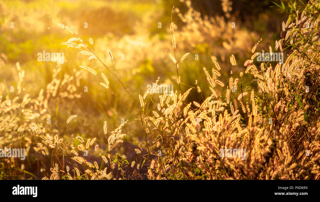 Purple fountain grass hi-res stock photography and images - Alamy