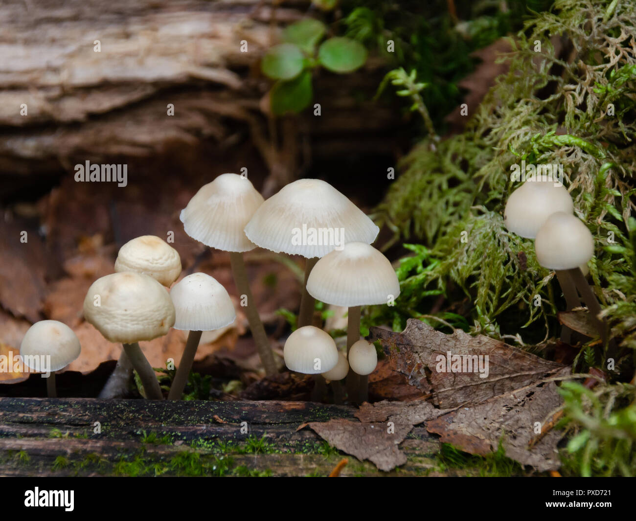 A bunch of white mushrooms on a piece of damp dead wood Stock Photo - Alamy