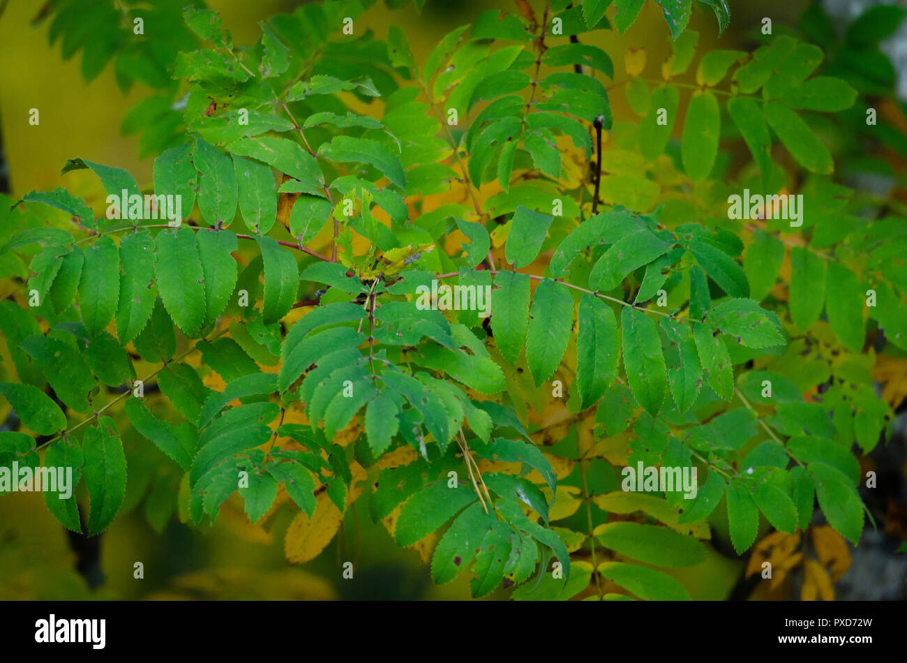 A bunch of saturated leaves with a hazy, yellow background Stock Photo