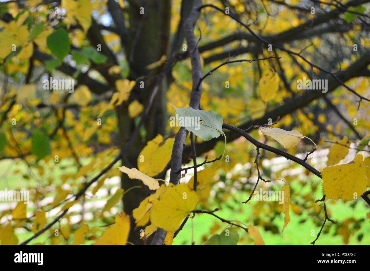 Branches trees green leaves hi-res stock photography and images - Alamy
