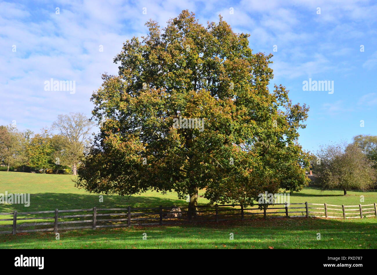 Tree in Ely Park Stock Photo Alamy