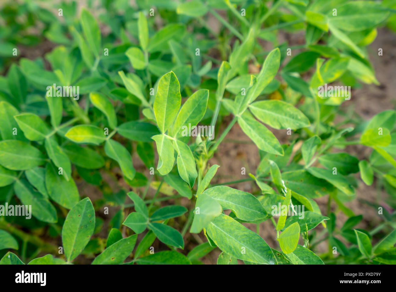 Peanut leaf planting in the field Stock Photo Alamy