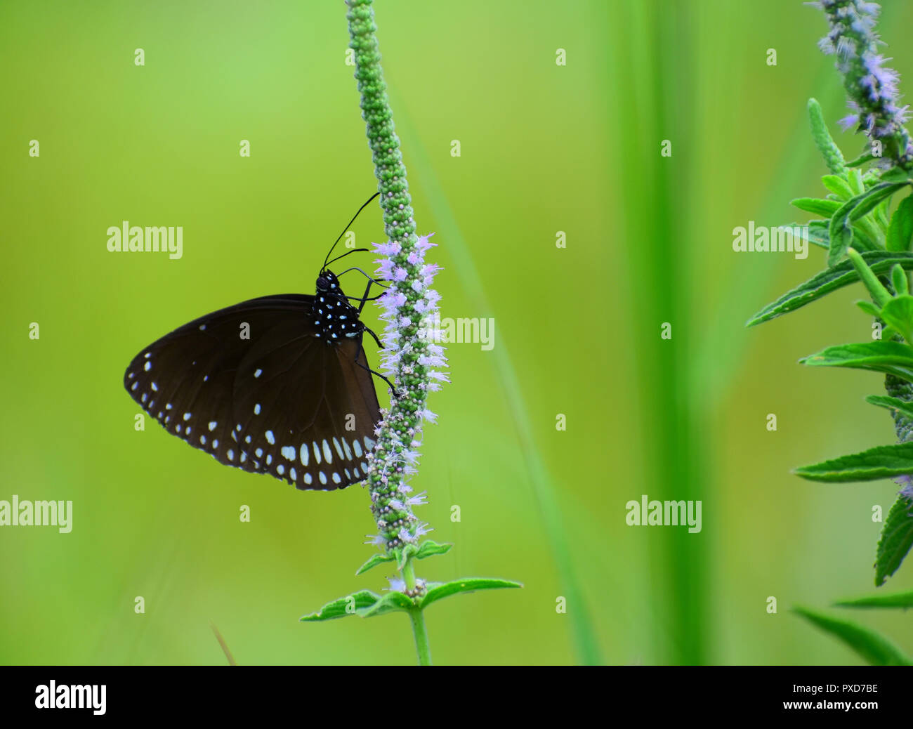 Indian Crow / Black Butterfly Stock Photo Alamy