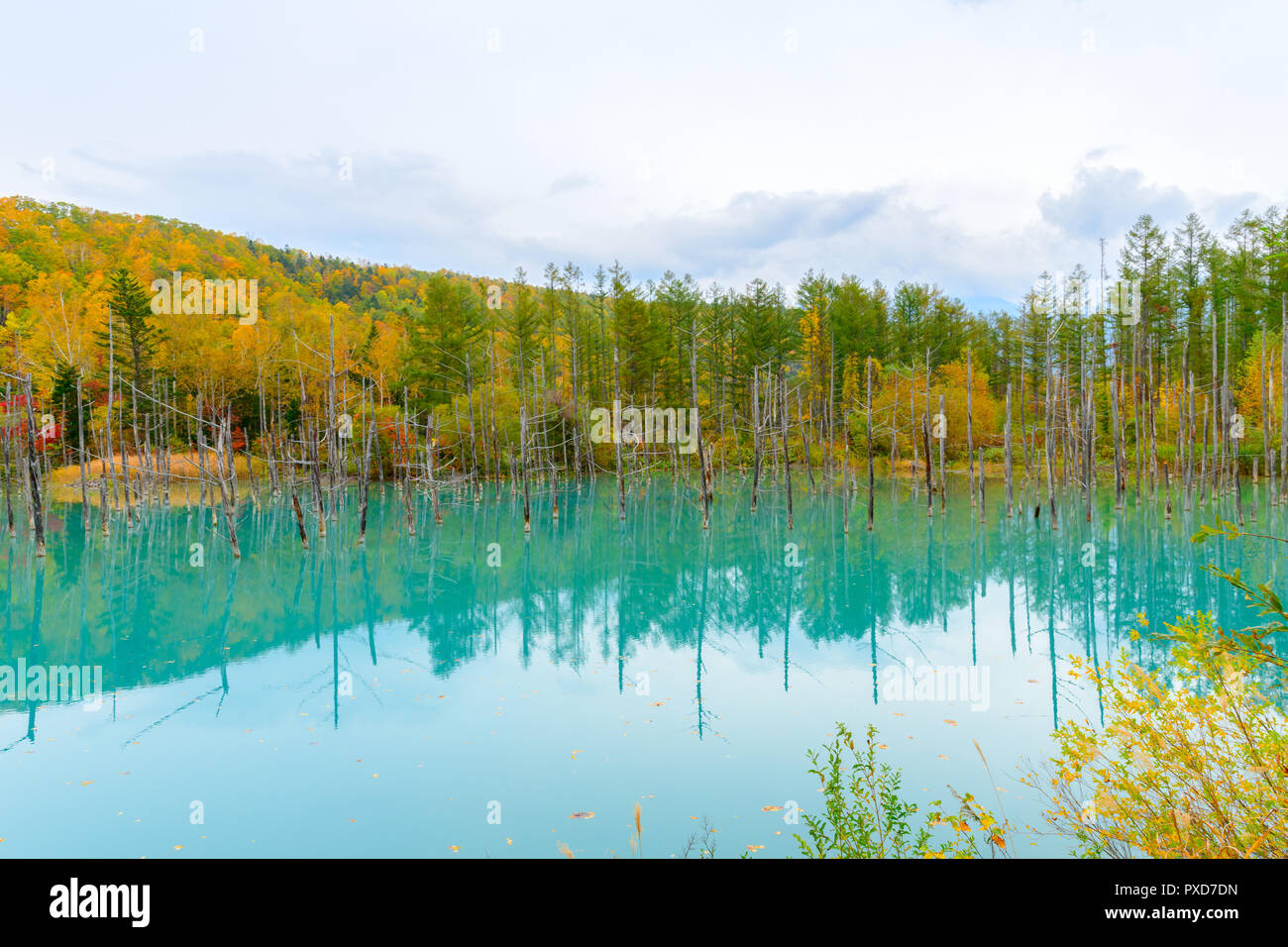 Blue pond (Aoiike) in Biei, Hokkaido Autumn season, It is the result of ...