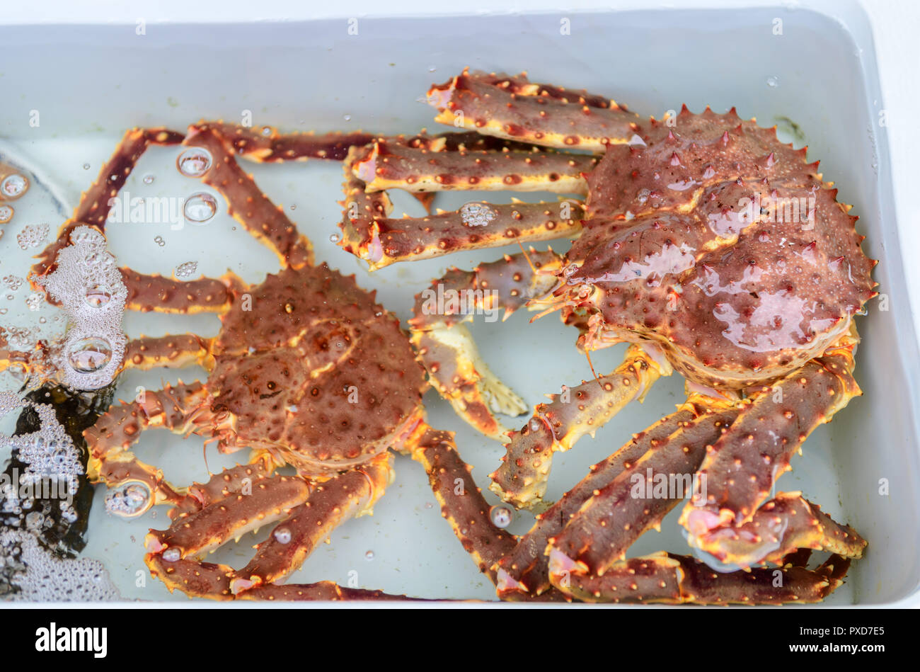 Fresh King Crab in water at fish market in Japan. Taraba is name the king of crabs. Tasty, delicious and expensive. Hokkaido's famous seafood.Alaska c Stock Photo