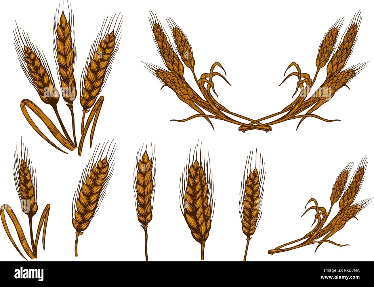 Set of wheat spikelet illustrations isolated on white background ...