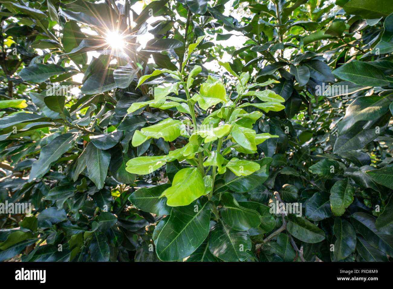Grapefruit trees hires stock photography and images Alamy