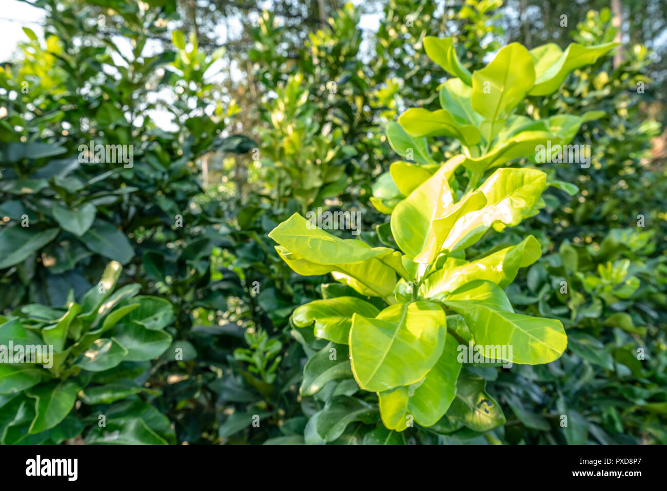 Grapefruit trees grow fresh leaves Stock Photo Alamy
