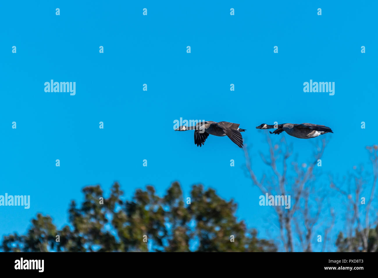 Two Canada Geese (Branta canadensis) flying over trees. Stock Photo