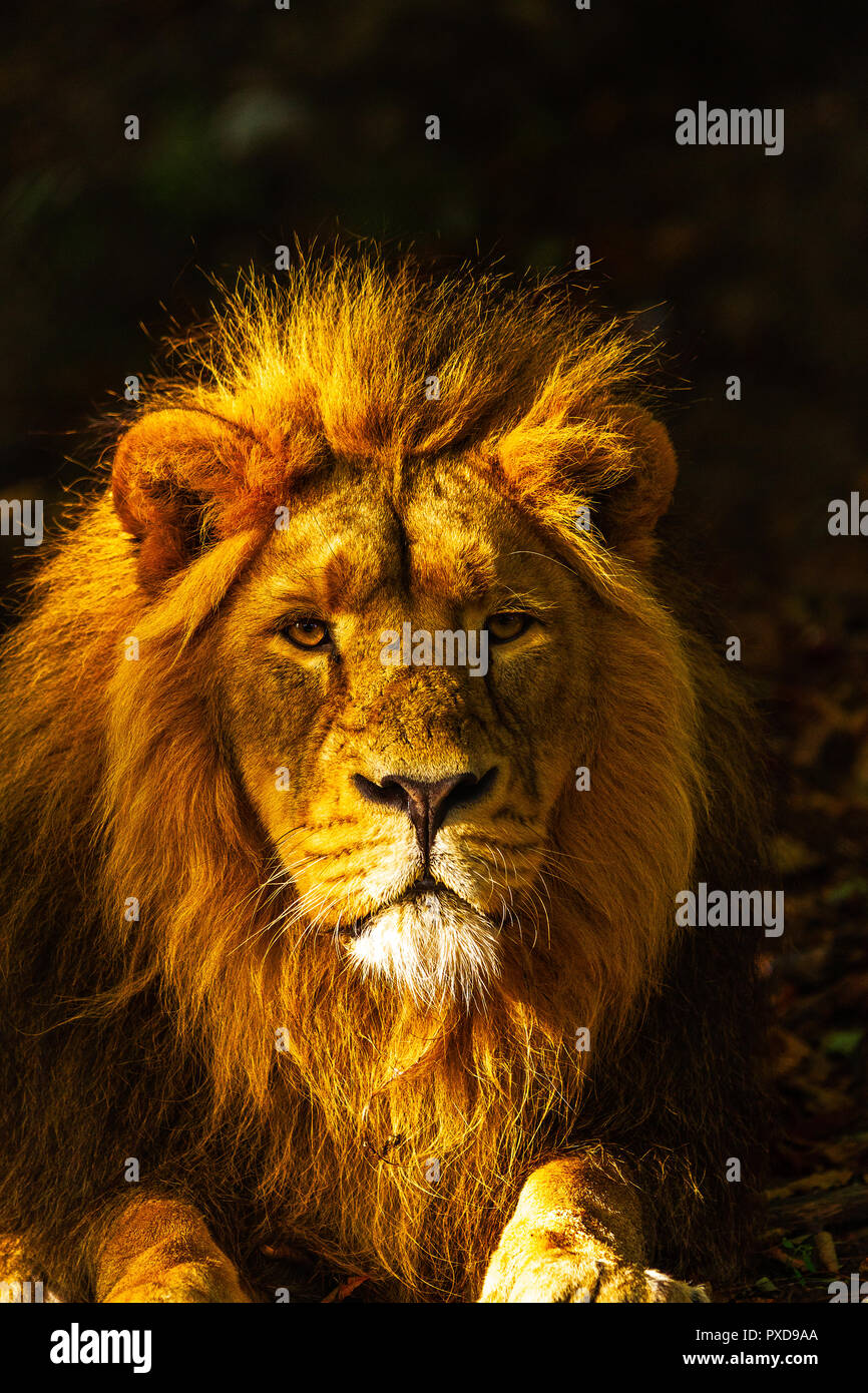 Golden Lion Stock Photo