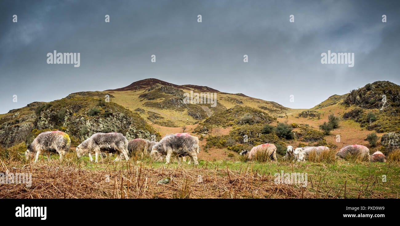 Flock of shaggy sheep grazing in front of moorland hills. Stock Photo
